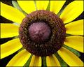 Black-eyed Susan I