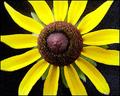 Black-eyed Susan II
