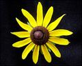 Black-eyed Susan III