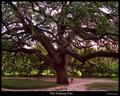 The Century Tree, Texas A&M Campus