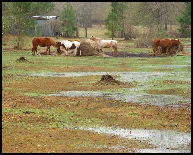 Louisiana Springtime