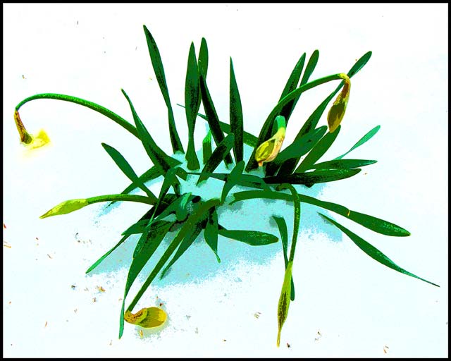 Daffodils in the Snow