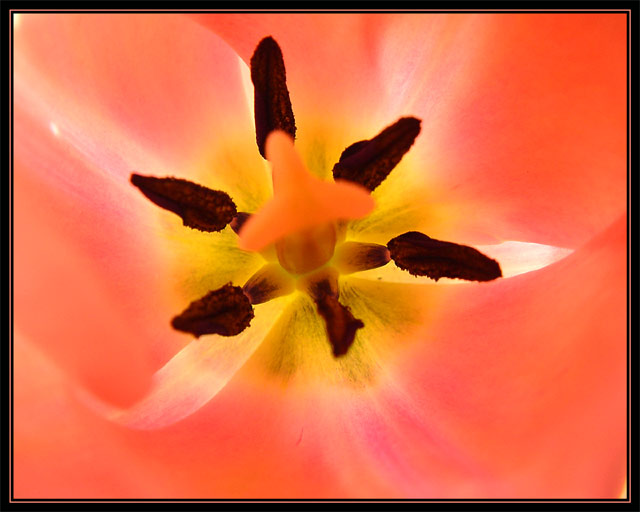 Inside a Tulip