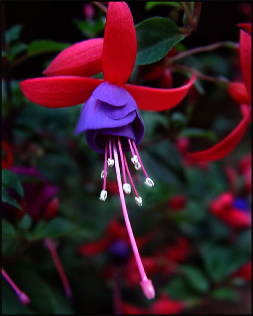 Spring Flower II
