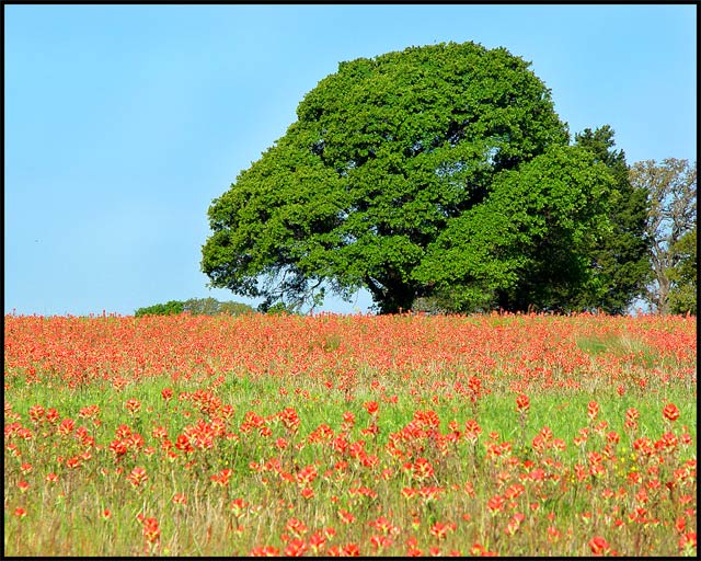 Springtime Flowers