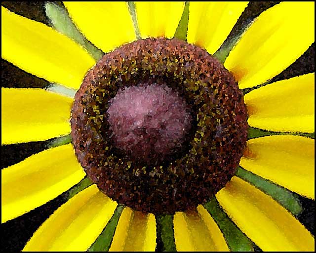 Black-eyed Susan I