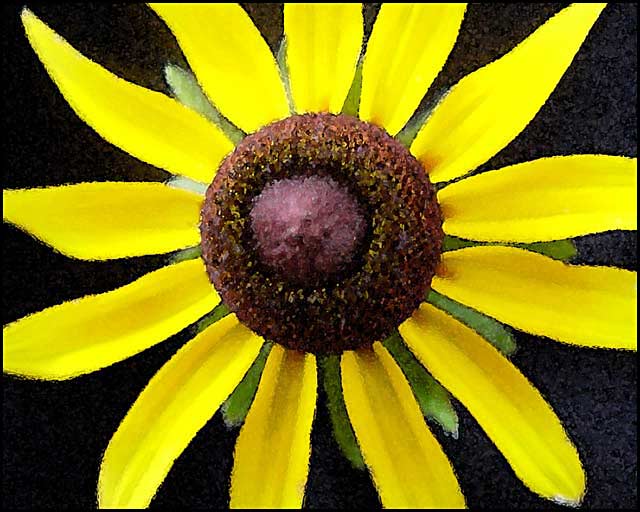 Black-eyed Susan II