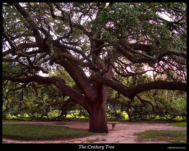 The Century Tree, Texas A&M Campus