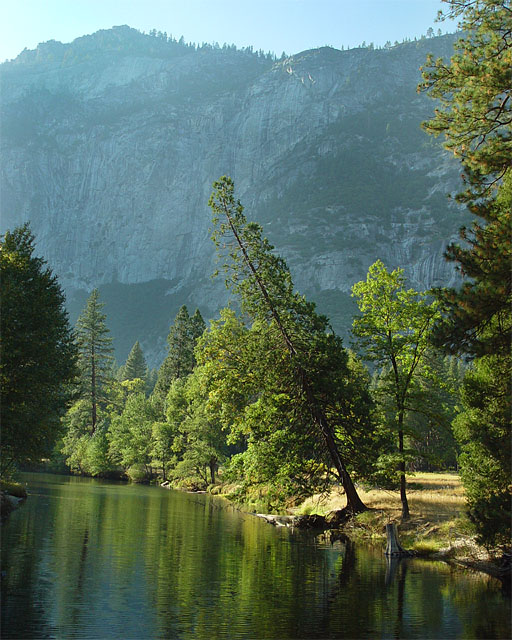 Leaning Tree