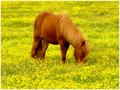 Icelandic-horse.jpg