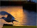 sea gull.jpg