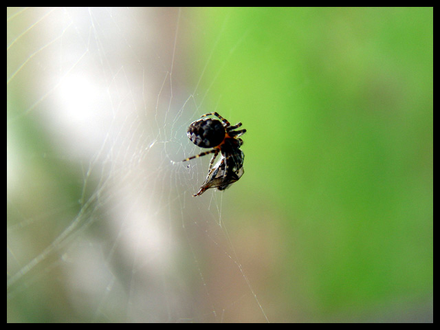 Spider.jpg