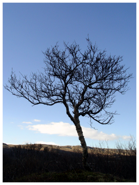 Tree.jpg