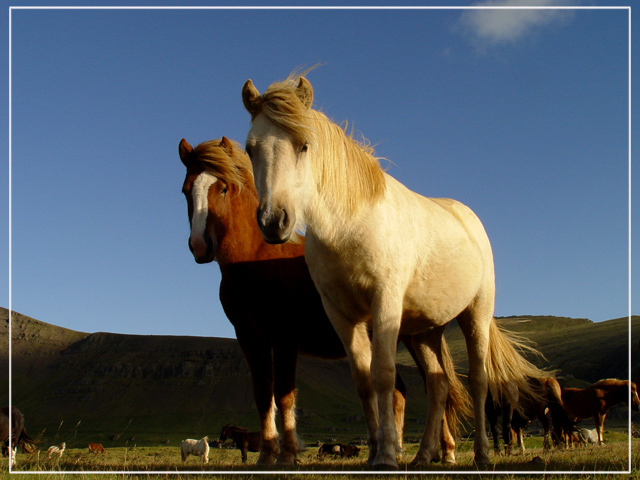 horse