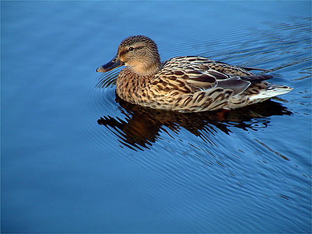 Duck to Water