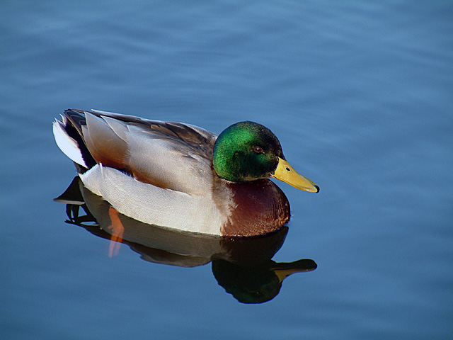 Duck to Water II