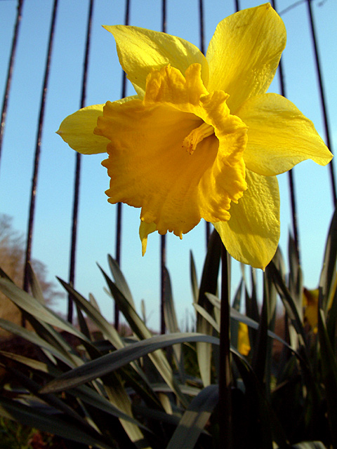 Sprung