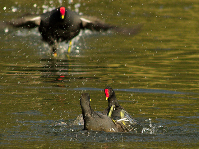 Fight!