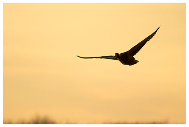 Late Flight II