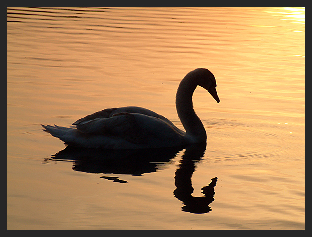 Cygnet Sunset II