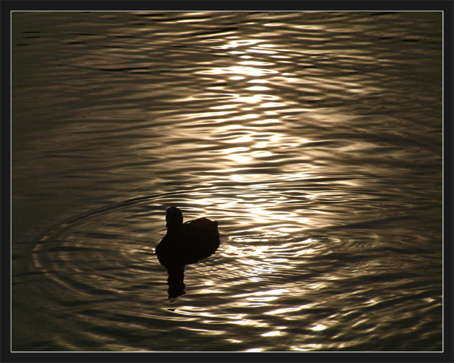 On Golden Pond