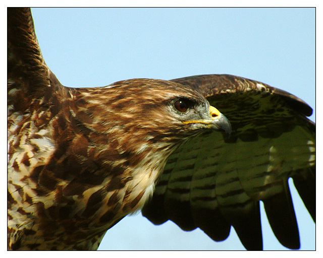 Buzzard