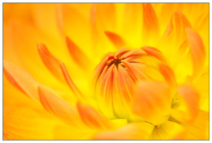 Sunburst