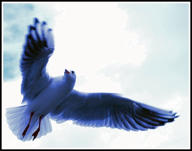 gull.jpg
