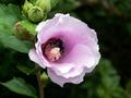 Bee In Flower
