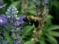 Busy Bee