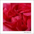 Pinkness