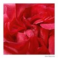 Rose Water