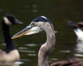 Great Blue Heron and Company