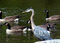 Bird Gathering