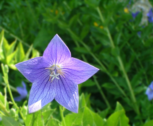 purpleflower.jpg