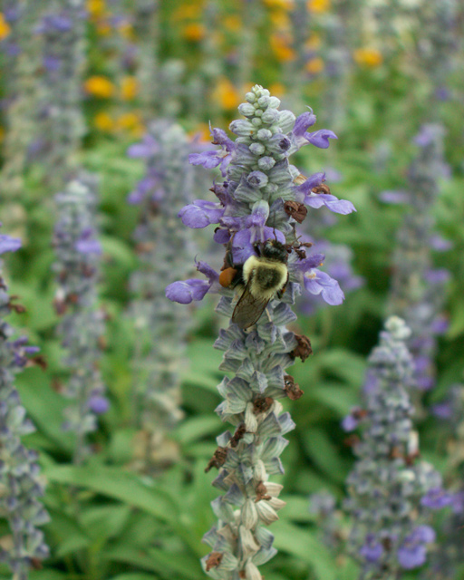 Bee In Purple