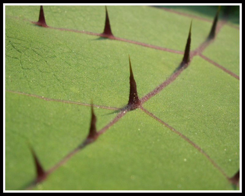 Spikes