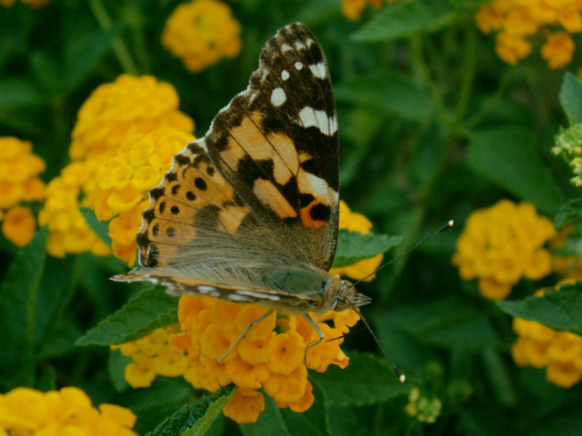 Butterfly Hair