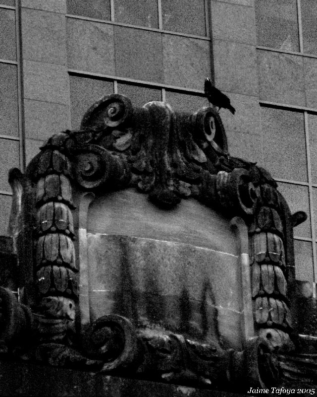 Downtown Crow