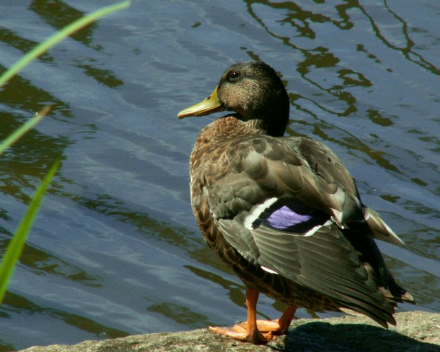Sunning