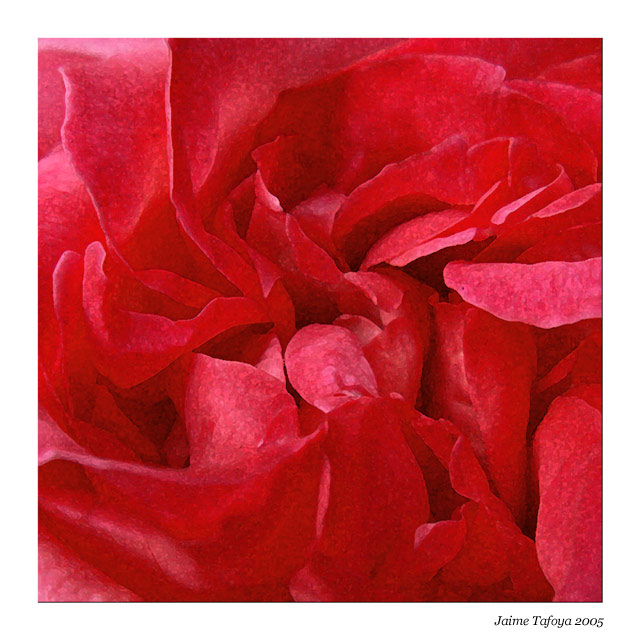 Rose Water