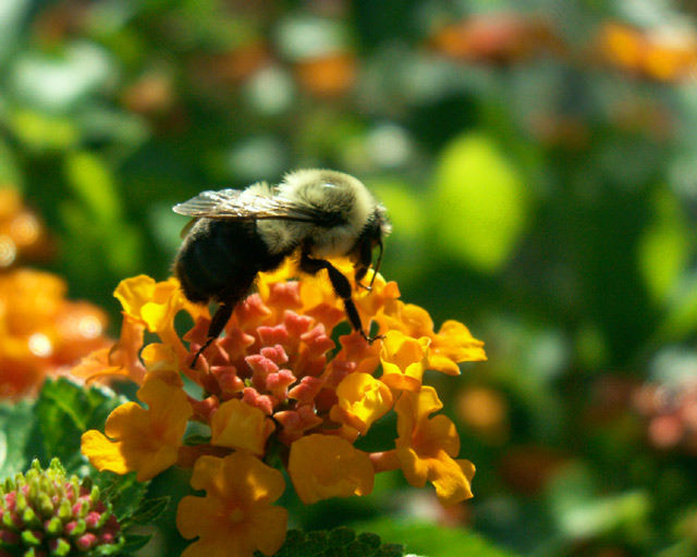 Bee at Duke