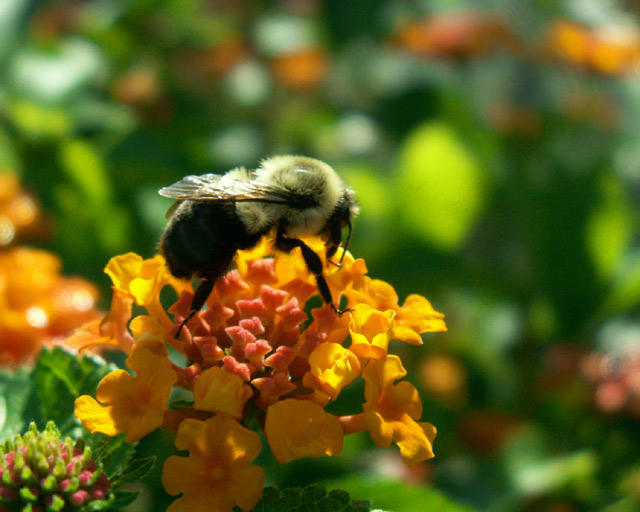 Bee at Duke