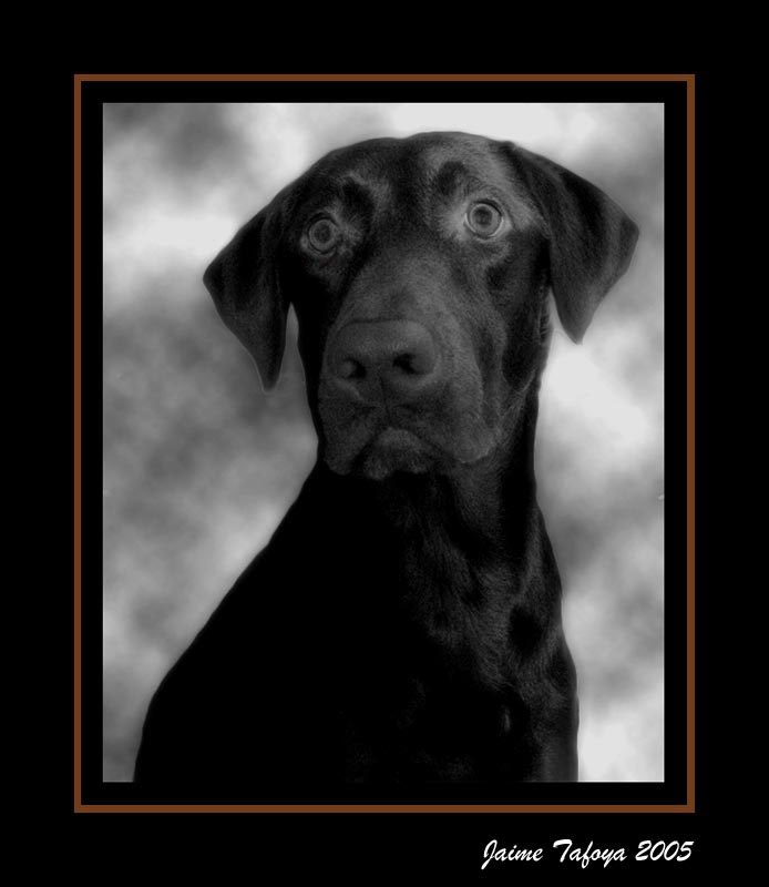 Puppy Portrait