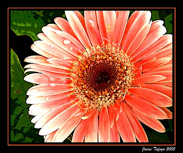Poster Daisy