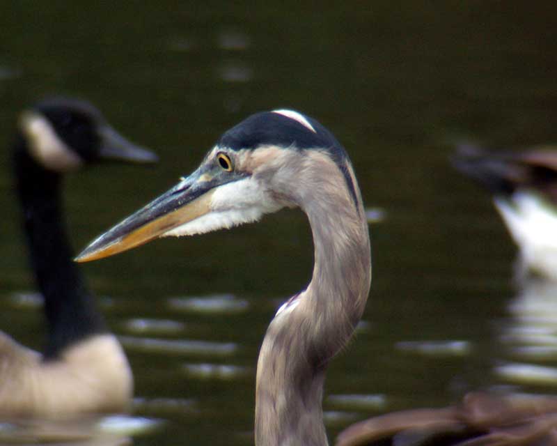 Great Blue Heron and Company