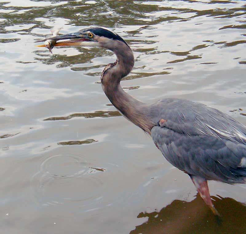 Fresh Fish