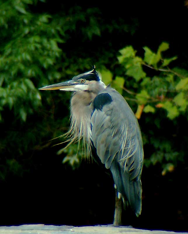 Breeze In Blue Heron