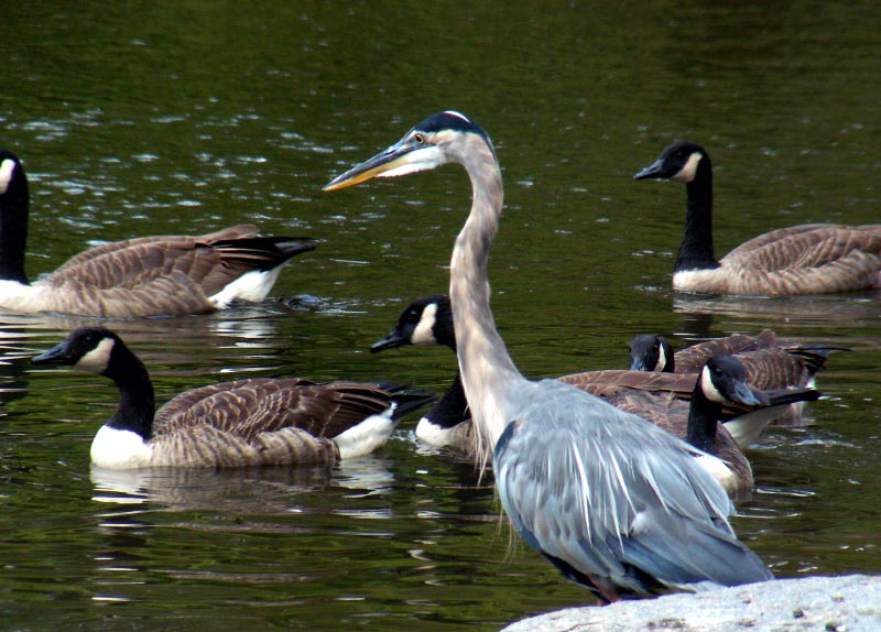 Bird Gathering