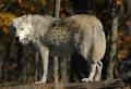 loup6.jpg
